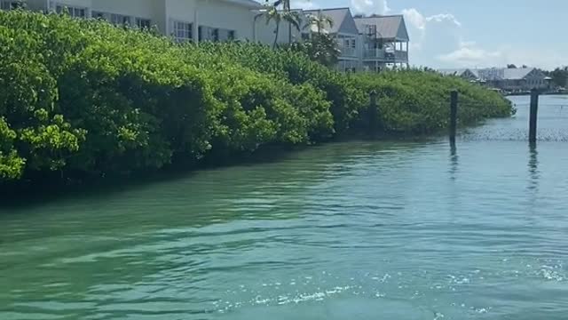 floridakeys#marinemammal#chickenjoe