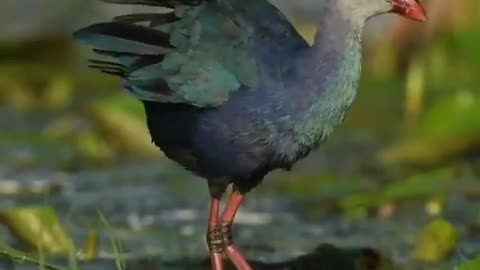 Wildlife in Close view with different perspective.