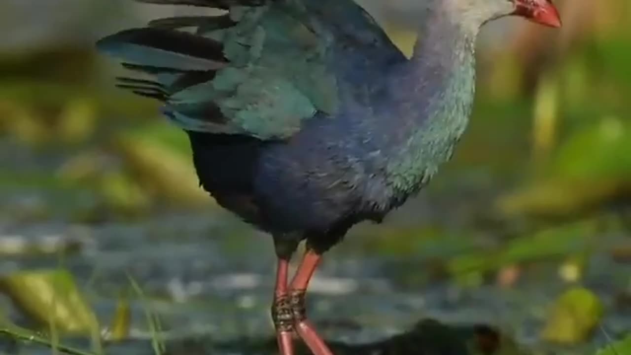 Wildlife in Close view with different perspective.