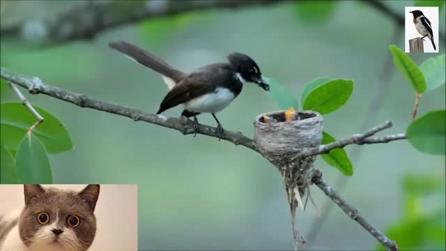 The bird's nest of the white-throated fantail is very delicate. How does this work?