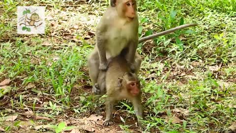 WOOW YOUNG MONKEY MAKE MATING VERY FUNNY🤣🤣