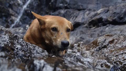 Funny Dog Drinking Water at Waterfall