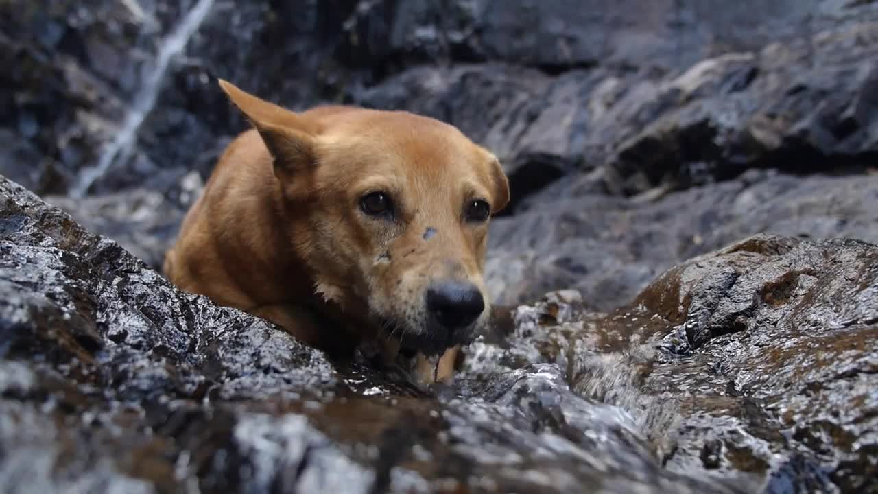 Funny Dog Drinking Water at Waterfall