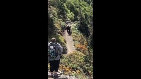 Hikers have no effect at all trying to scare off grizzly bear