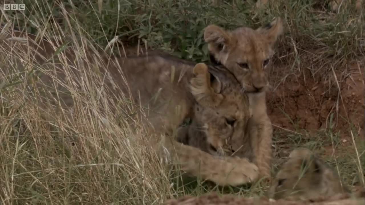 Lion Cubs Fight To Feed | This Wild Life | BBC Earth