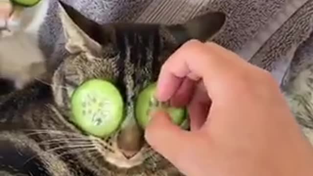 Spa day with cute cats