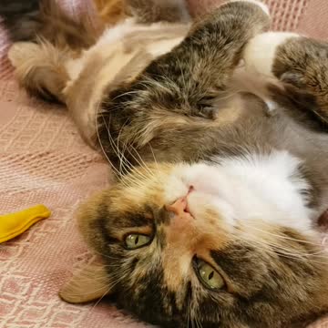 Alexa loves Bigfoot stories