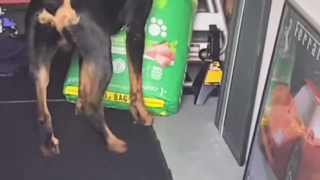 Dog Has Hilarious Reaction When Owner Busts Him