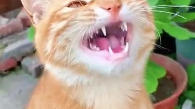 Funniest Cat Videos That Will Make You Laugh - Funny Cats and Dogs Videos