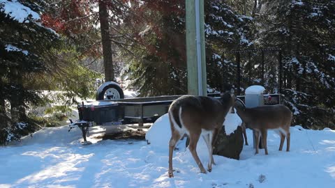 Deer Love Molasses in The Winter