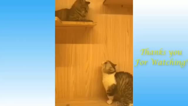 Funny animal: The cute cats on display