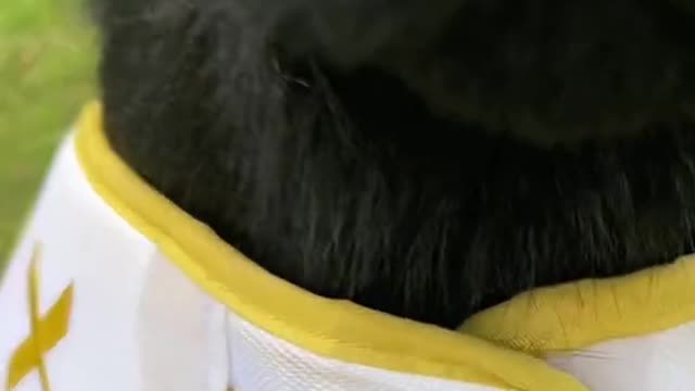 Tada, savage