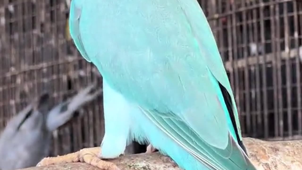 Lovely parrot