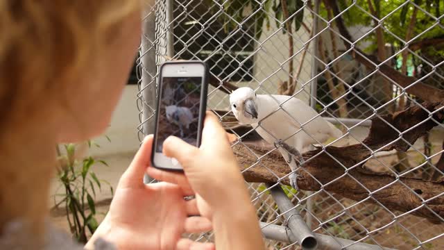 Amazing Cockatoo - Just Being An Amazing Cockatoo Tiempo