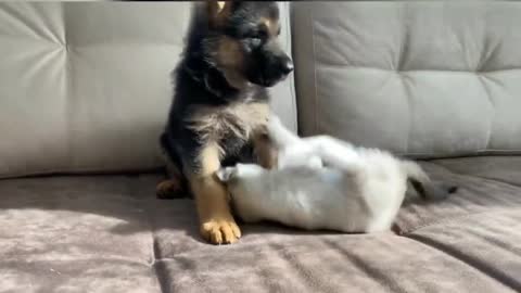 German shepherd Puppy Kitten Playing (ENJOY THE VIDEO)