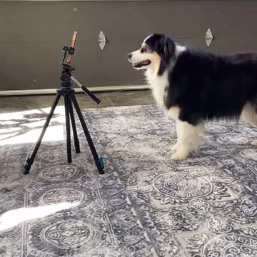 My dog filmed his first rumble video
