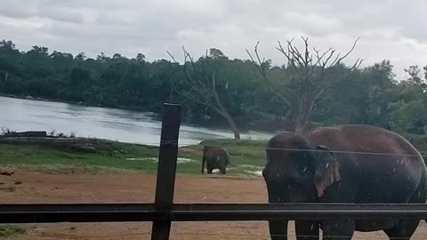 bannerghatta national park