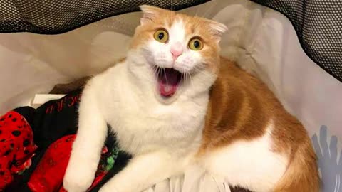 cat’s funny moments 😂🤣