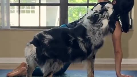 Smart dog