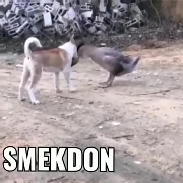 Viral WWE SMACKDOWN Match The Duck Vs The Dog. Who will win this match ?