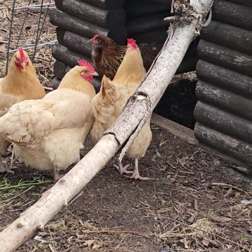 OMC! Brownie is forced out of the bathhouse! #chickens #hens #easteregger #orpington #shorts