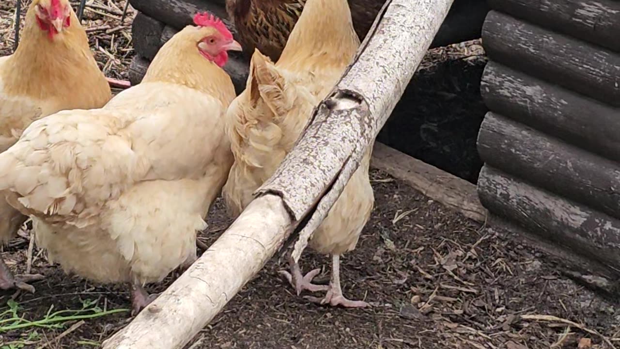 OMC! Brownie is forced out of the bathhouse! #chickens #hens #easteregger #orpington #shorts