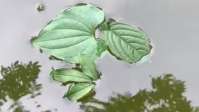 Floating leaves on the water