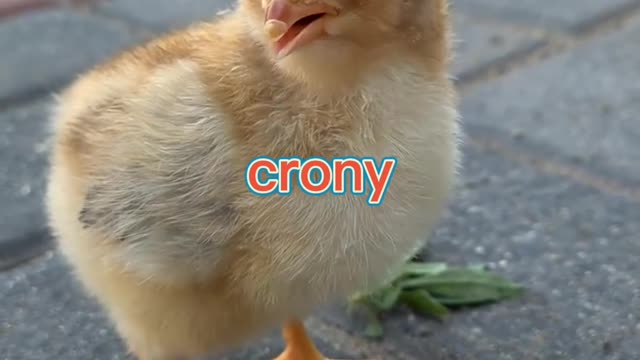 A cute little duck