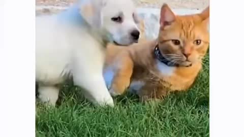 Cat and dog 🐕🐶 .. playing