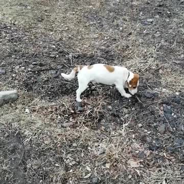 The dog is played with a stick.