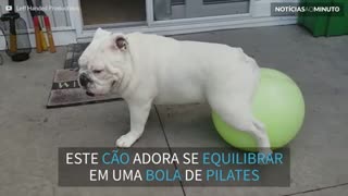 Buldogue adora se equilibrar em cima de bola