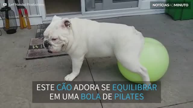 Buldogue adora se equilibrar em cima de bola