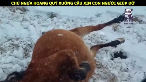 Voi mẹ quỳ xuống cầu xin con người giúp đỡ cứu con của nó __ Review con người và cuộc sống