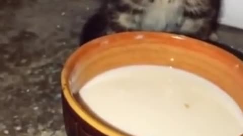 Cute baby cat | milk bubble.