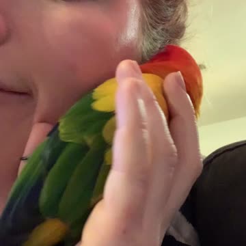 Parrot's Owner Pretends He's A Phone and Loves It