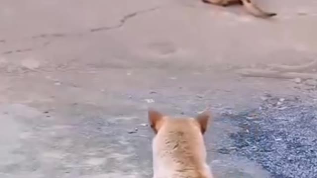 Funny Animal Videos 2022 π - Funniest Cats And Dogs Video πΊπ dog comedy videos