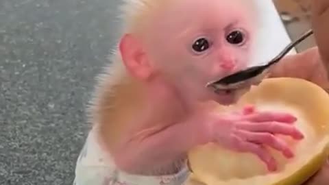 cute monkey 😍😍