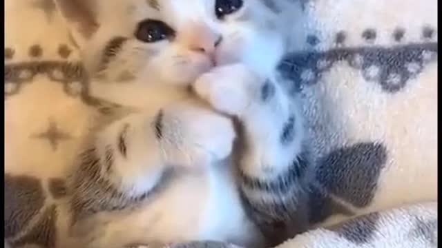 Fluffy Pets | Just can't get enough of 'em