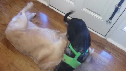 German Shepherd Puppy Annoying Big Tired English Cream Golden Retriever Dog