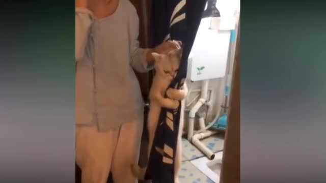 Animals laugh