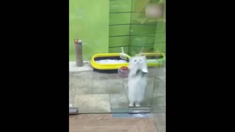 kitten dancing