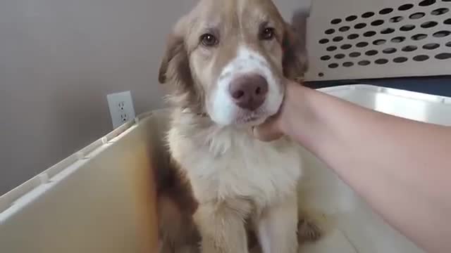 Woman Films Emotional Moment Rescue Dog Learns To Love Human Touch