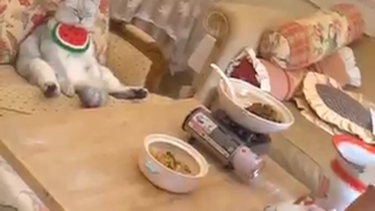 Funny cat cooking 😹