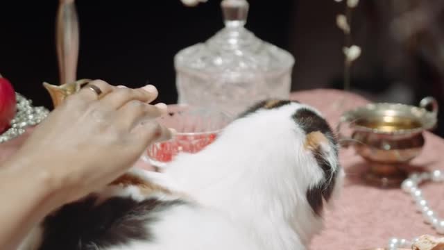 A Cat on Top of the Dining Table