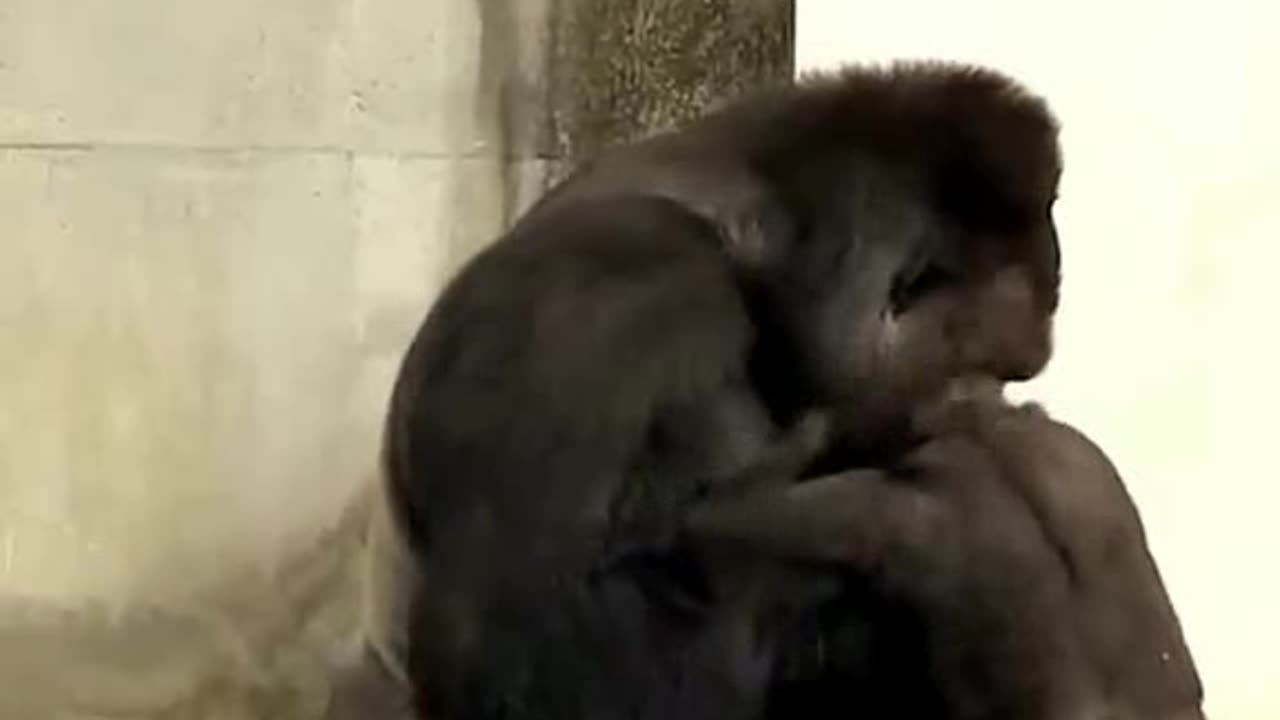 Funny Monkeys make me Happy