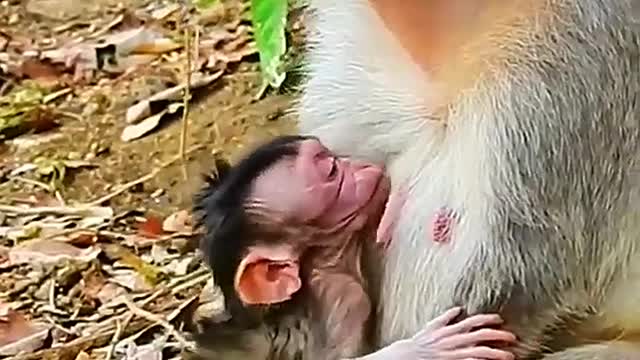 my heart is million slice old mom monkey weaning milk very sad