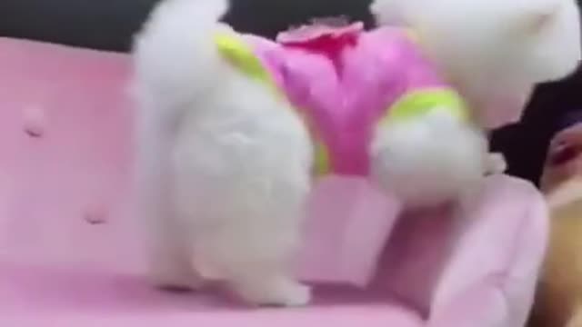 OMG! Really Cutest Puppy Eve