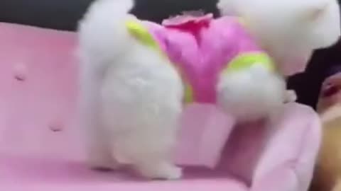 OMG! Really Cutest Puppy Eve