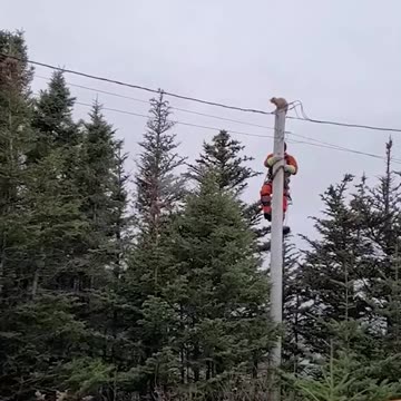 Cat leaps off tall utility pole during attempted rescue