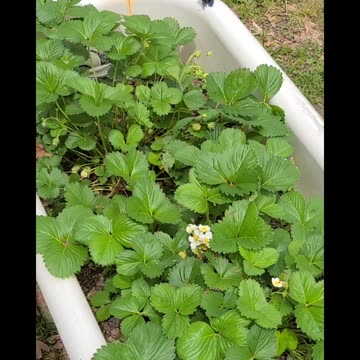 Visit The Strawberry Patch🦋